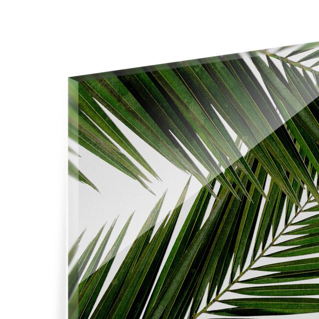 Paraschizzi in vetro - Scorcio tra foglie di palme verdi - Formato orizzontale 3:2