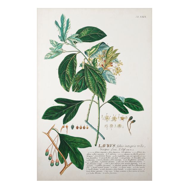 Quadri stile vintage Illustrazione botanica vintage Alloro