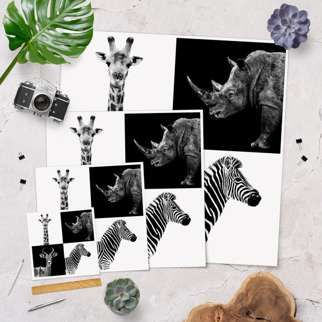 Stampe Quartetto di safari