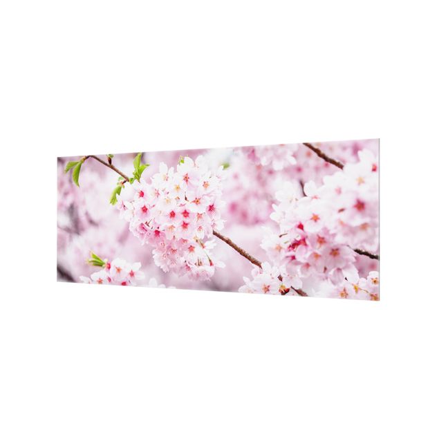 Paraschizzi in vetro - Fioriture di ciliegio giapponesi - Panorama 5:2
