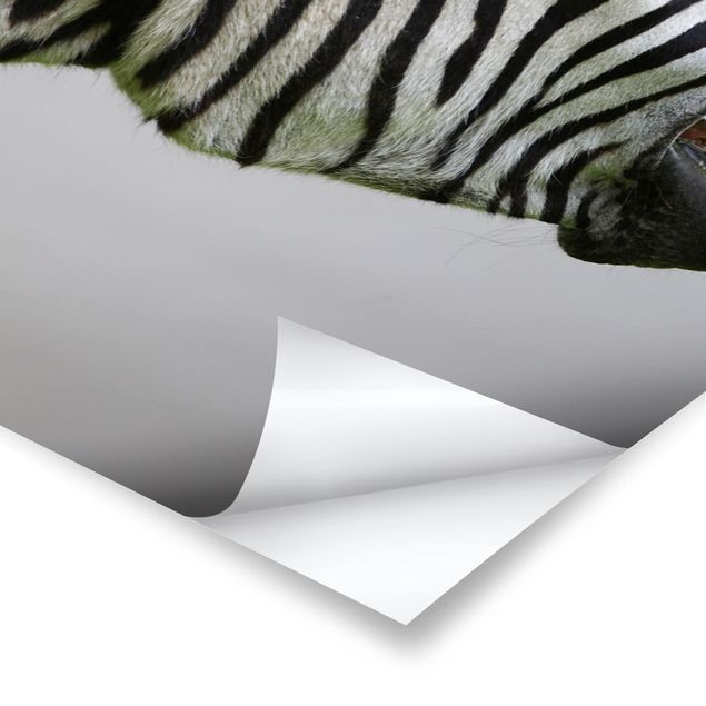 Stampe poster Zebra ruggente