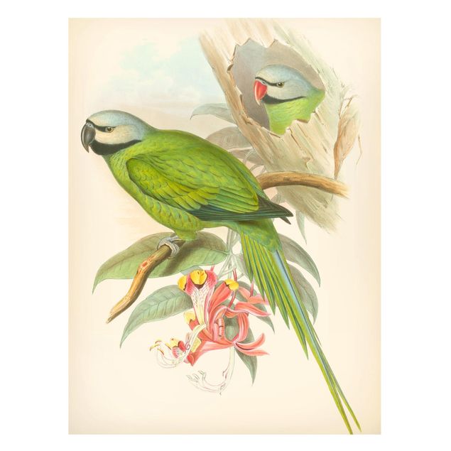 Quadri con fiori Illustrazione vintage Uccelli tropicali II