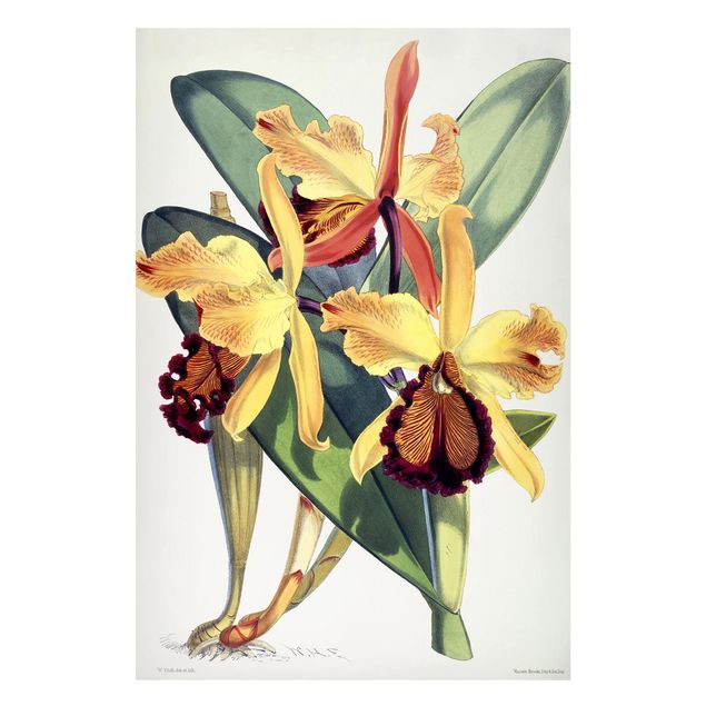 Correnti artistiche Walter Hood Fitch - Orchidea