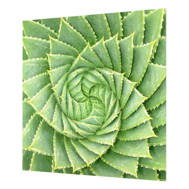 Paraschizzi in vetro - Spiral Aloe