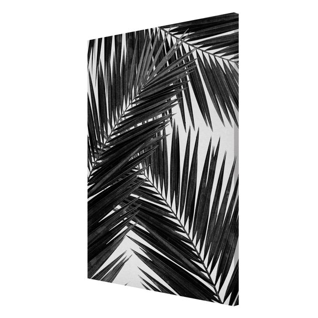 Quadro moderno Vista sulle foglie di palma in bianco e nero