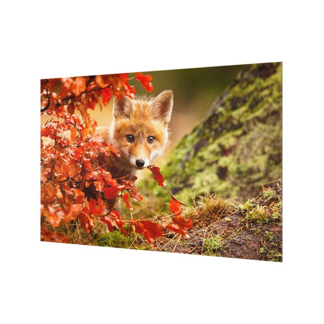 Paraschizzi in vetro - Fox In Autumn
