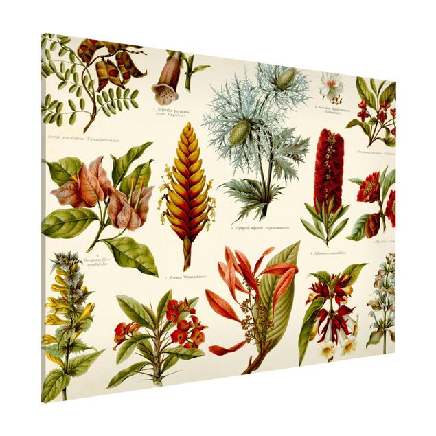 Lavagne magnetiche con fiori Bacheca Vintage Botanica tropicale I