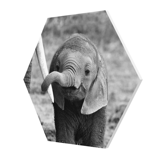 Stampe forex Elefantino