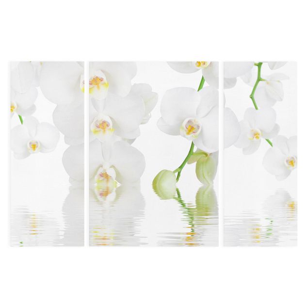 Quadri di fiori Orchidea Spa - Orchidea bianca