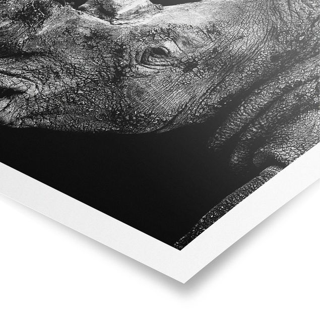 Poster bianco nero Duello di rinoceronti