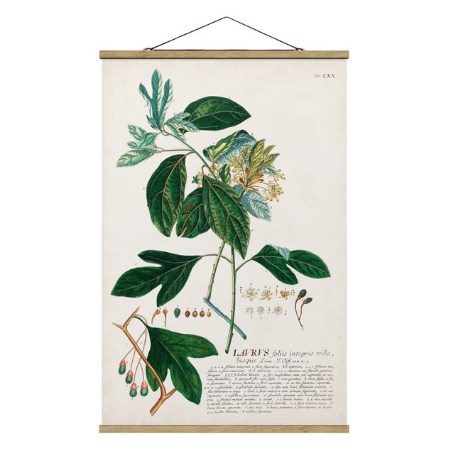 Quadro verde Illustrazione botanica vintage Alloro