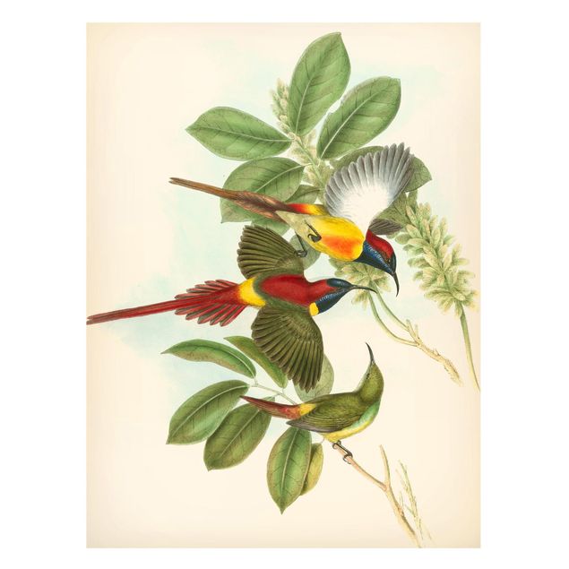 Quadri di fiori Illustrazione vintage Uccelli tropicali III