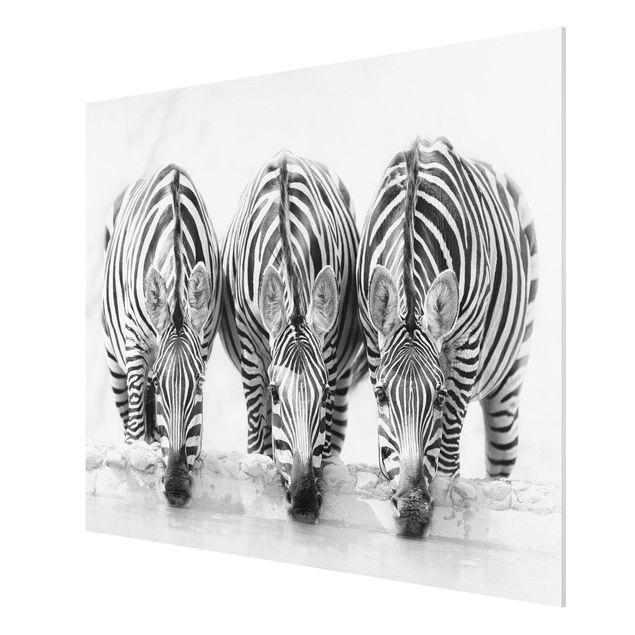 Quadri moderni bianco e nero Trio di zebre in bianco e nero