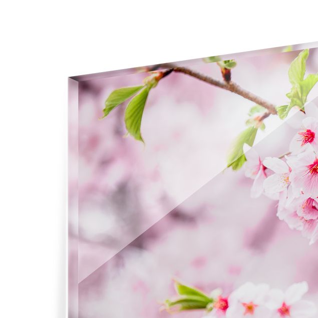 Paraschizzi in vetro - Fioriture di ciliegio giapponesi - Panorama 5:2