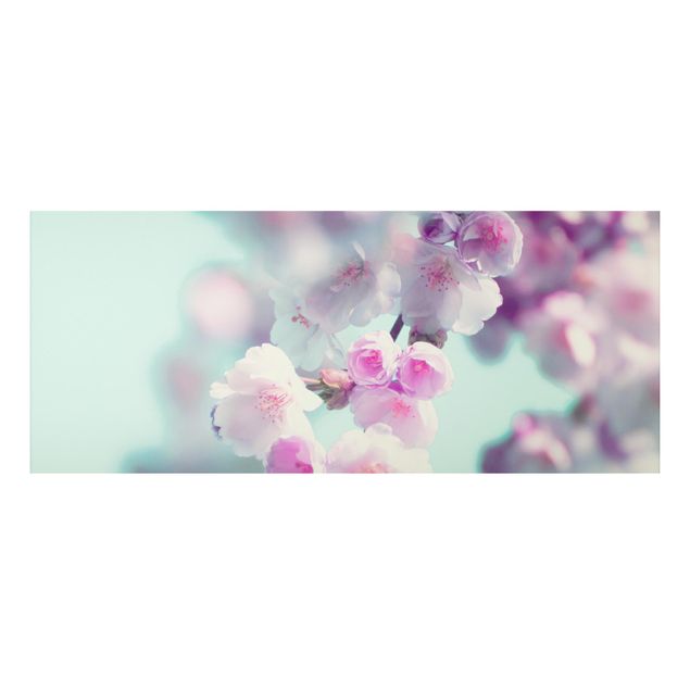 Quadri fiori Fiori di ciliegio colorati