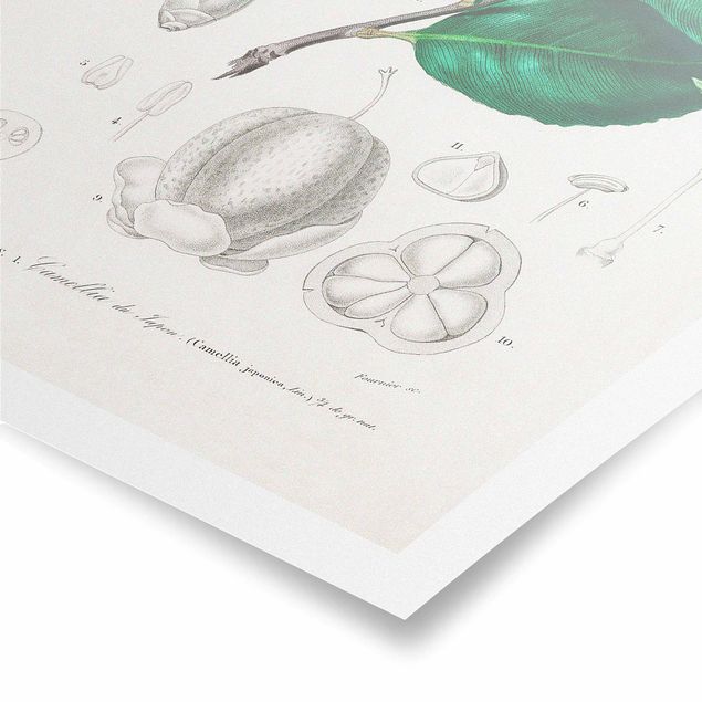 Quadri stampe Illustrazione botanica vintage Pianta tropicale II