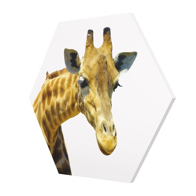 Esagono in forex - No.21 Prying Giraffe