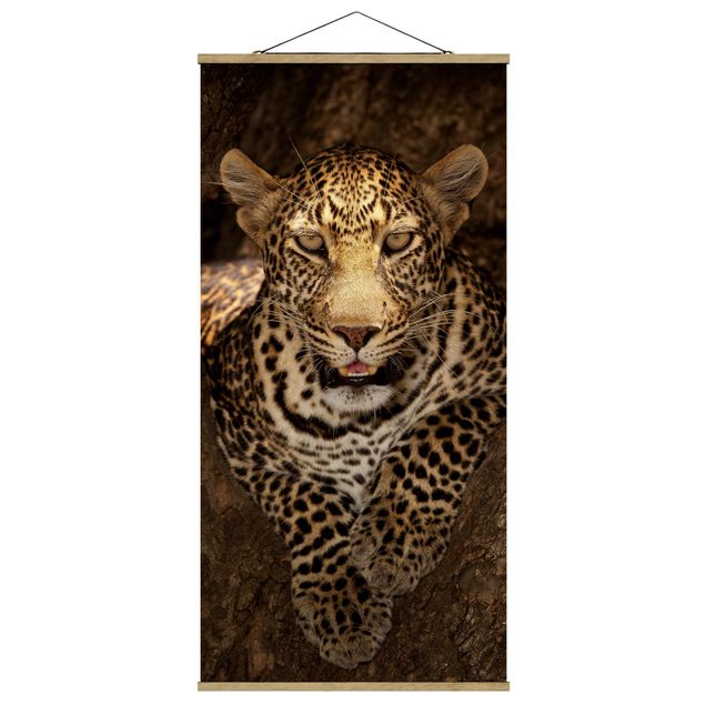 Quadro marrone Leopardo che riposa su un albero