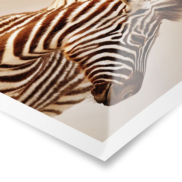 Poster animali Ritratto di piccola zebra