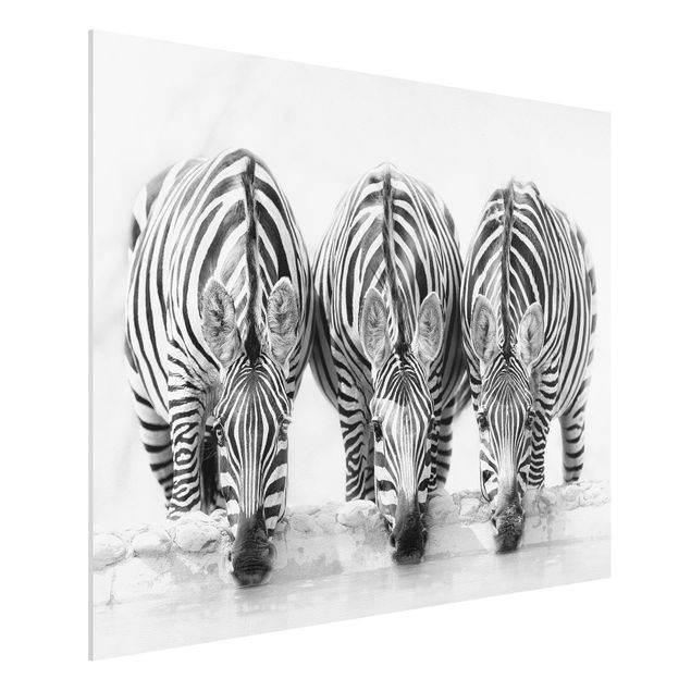 Quadri con zebre Trio di zebre in bianco e nero