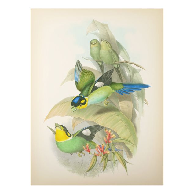 Quadri vintage Illustrazione vintage Uccelli tropicali