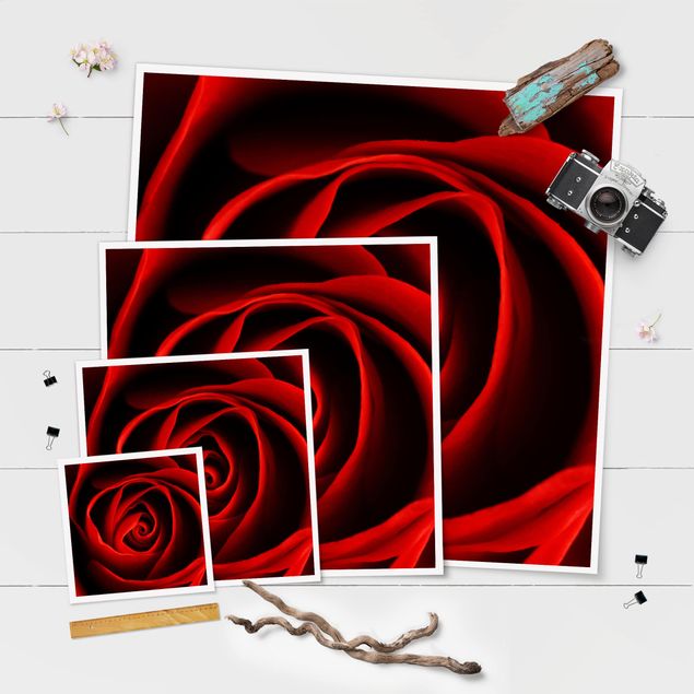 Poster - lovely Rose - Quadrato 1:1
