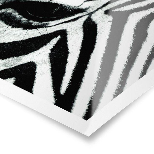 Poster bianco e nero zebra