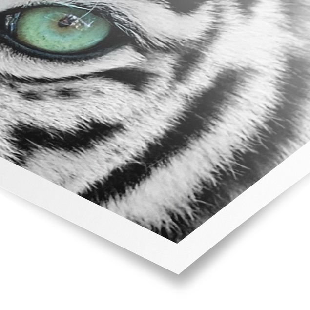 Poster bianco nero Tigre bianca