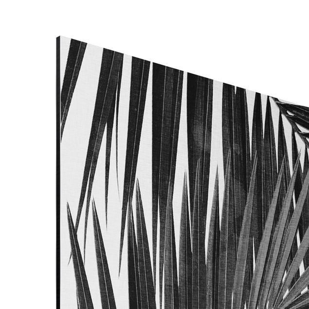 Stampe Vista sulle foglie di palma in bianco e nero