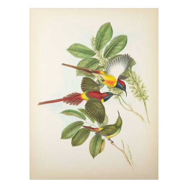 Quadri vintage Illustrazione vintage Uccelli tropicali III