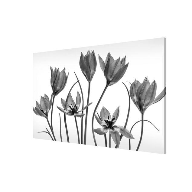 Quadri di fiori Sette fioriture di tulipani in bianco e nero