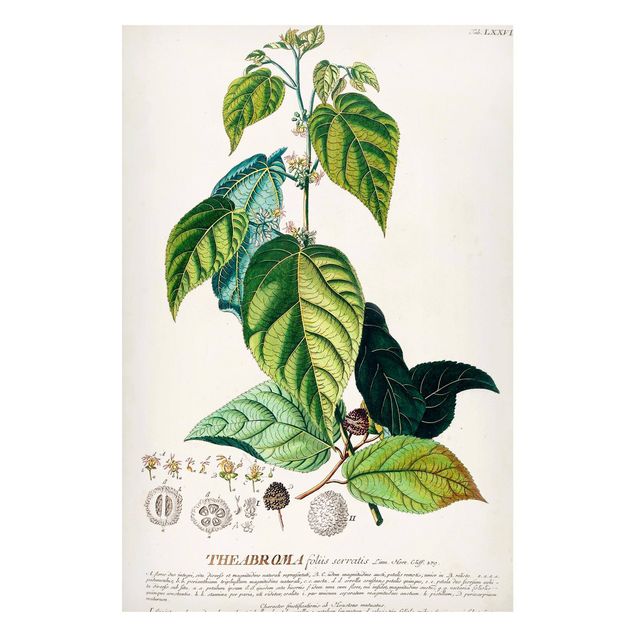 Quadri con fiori Illustrazione botanica vintage Cacao
