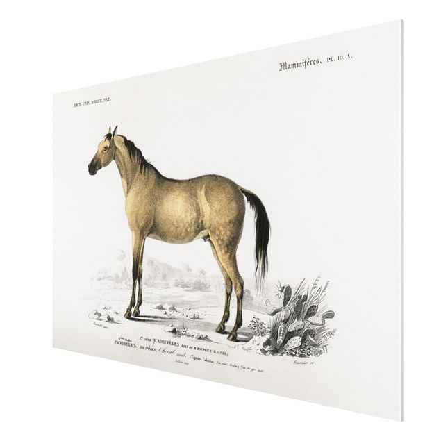 Quadro animali Bacheca Vintage Cavallo