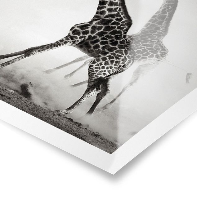 Poster in bianco e nero Giraffe a caccia