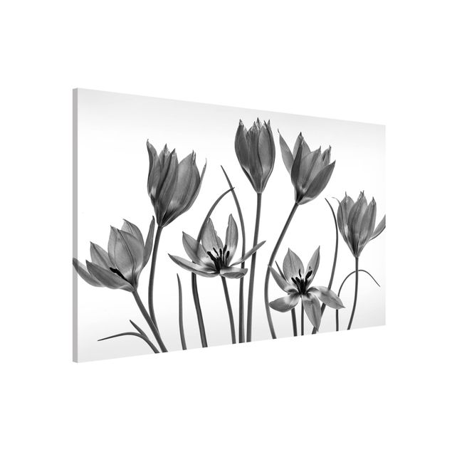 Lavagne magnetiche con fiori Sette fioriture di tulipani in bianco e nero
