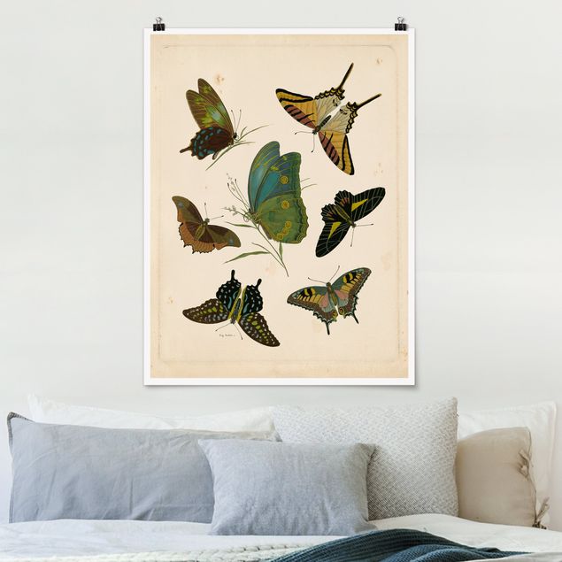 Quadri con farfalle Illustrazione vintage Farfalle esotiche
