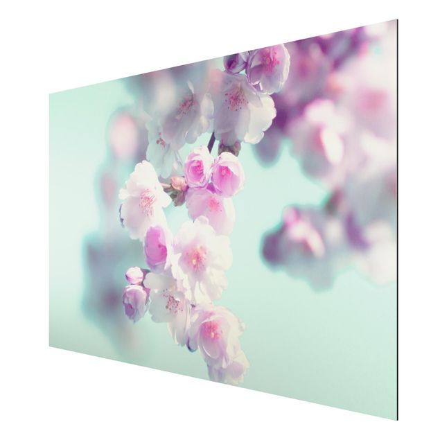 Quadro floreale Fiori di ciliegio colorati