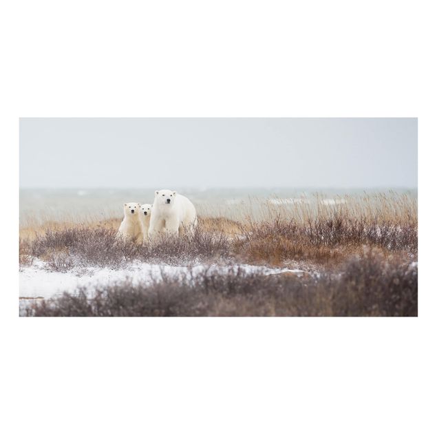 Quadro moderno Orso polare e i suoi cuccioli