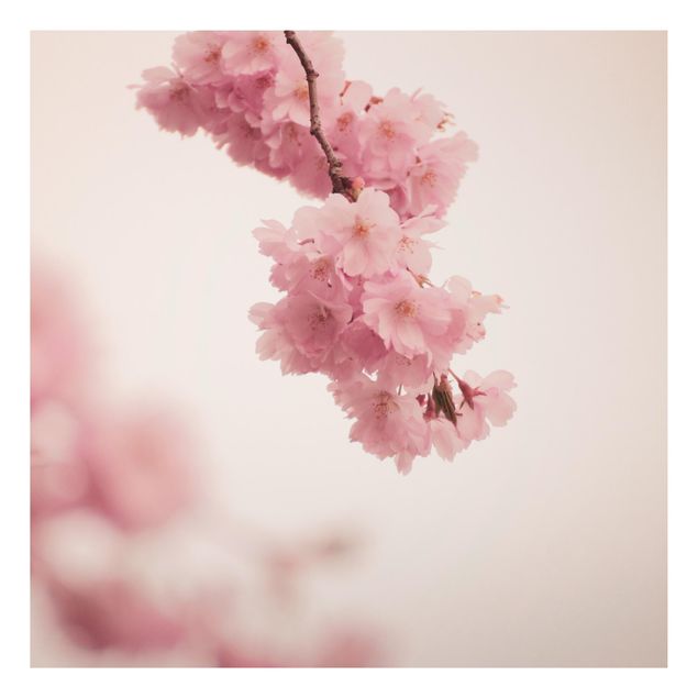 Quadri di fiori Fiore di primavera rosa pallido con bokeh