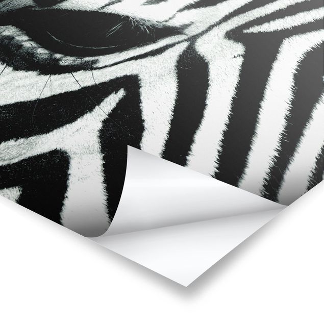 Stampe zebra