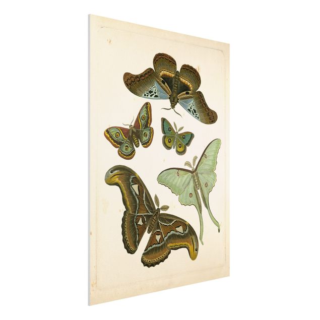 Quadri farfalle Illustrazione vintage Farfalle esotiche II