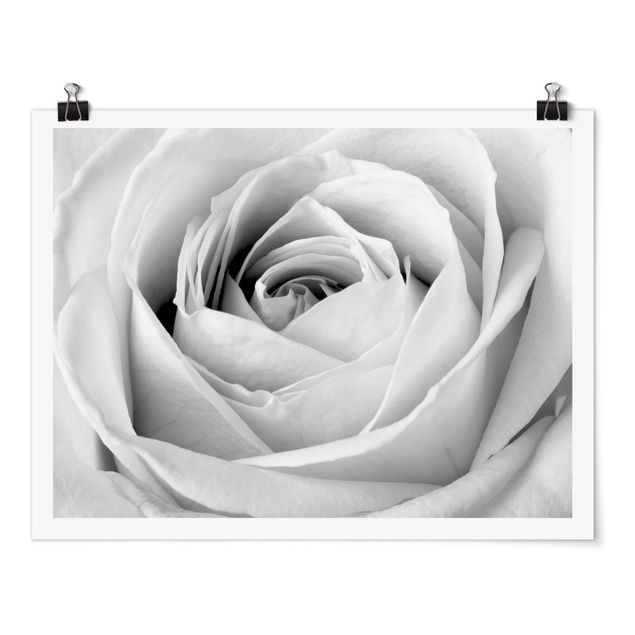 Poster bianco e nero Rosa ravvicinata