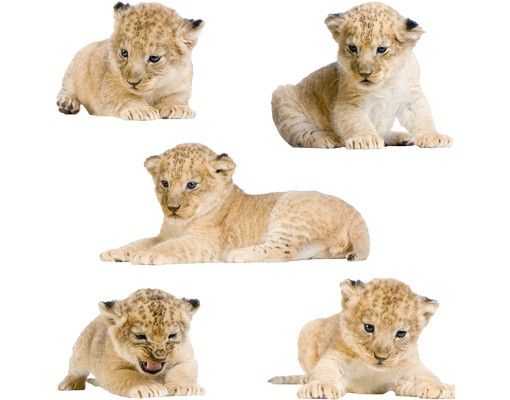Autocolantes de parede África No.647 Set di neonati leone