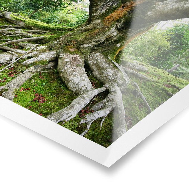 Poster natura paesaggi Vecchio albero