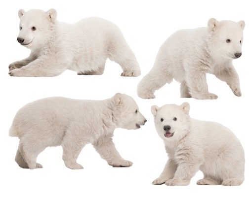 Stickers murali animali N.642 Fratelli orsi polari