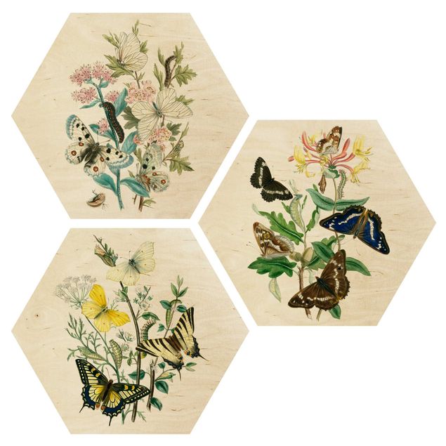 Stampe su legno Farfalle inglesi Set I