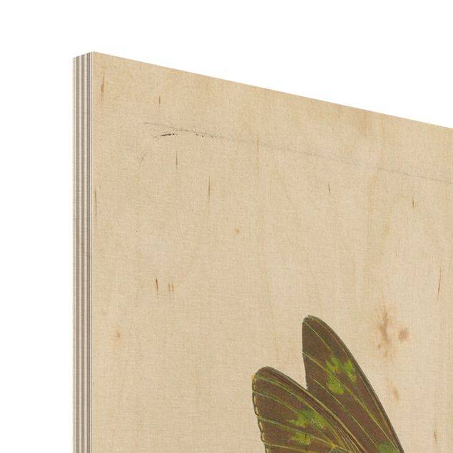 Stampa su legno - Illustrazione Vintage farfalle esotiche - Verticale 4:3