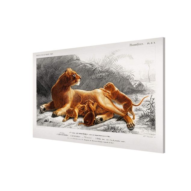 Leone quadro Bacheca Vintage Leonessa e cuccioli di leone