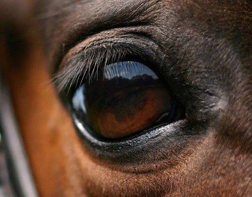 Pellicola autoadesiva Occhio di cavallo
