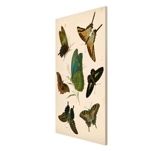 Quadri con animali Illustrazione vintage Farfalle esotiche